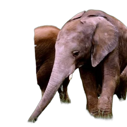 animal, creature, staff, photorealistic transparent PNG cut-out