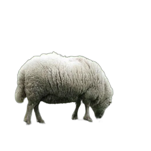 animal, creature, hair, hat transparent PNG cut-out