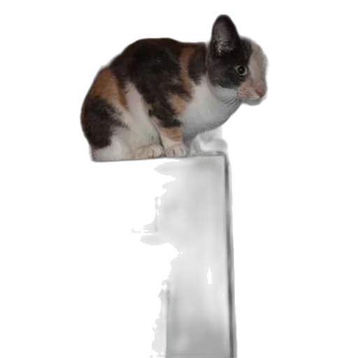 staff, sword, weapon, animal transparent PNG cut-out