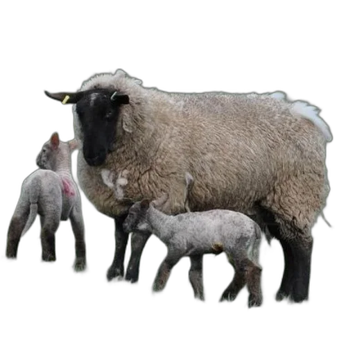 animal, 3d render, photorealistic, concept art transparent PNG cut-out