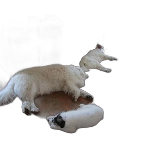 furniture, animal, creature, shoes transparent PNG cut-out