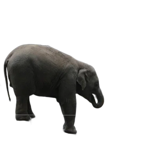 animal, creature, staff, hat transparent PNG cut-out