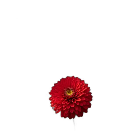 flower, crown, jewelry, staff transparent PNG cut-out