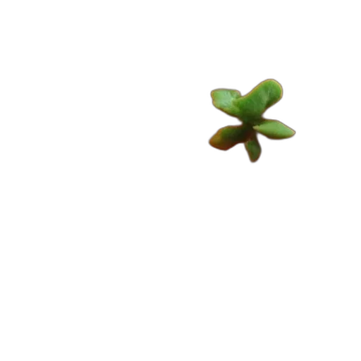 flower, tree, crown, jewelry transparent PNG cut-out