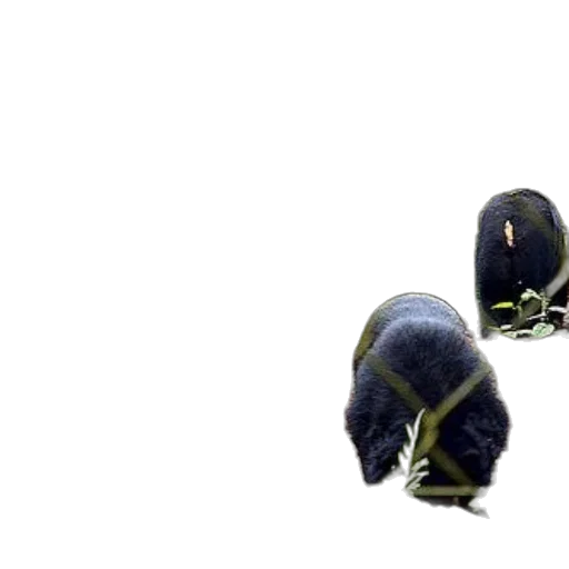 creature, animal, hair, hat transparent PNG cut-out