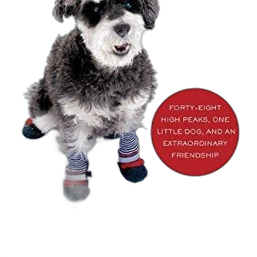 shoes, animal, book, cover transparent PNG cut-out
