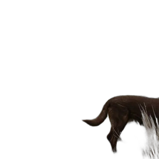animal, hair, creature, staff transparent PNG cut-out