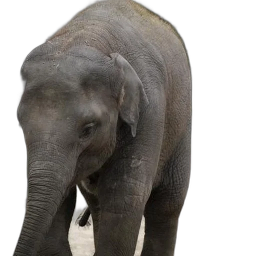 animal, creature, young, elephant transparent PNG cut-out