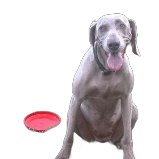 animal, creature, food, photorealistic transparent PNG cut-out