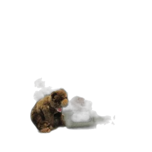 food, hair, animal, creature transparent PNG cut-out