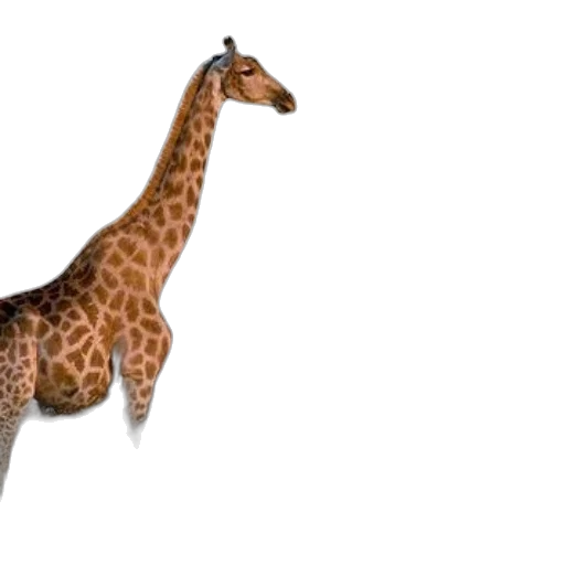 animal, creature, staff, weapon transparent PNG cut-out