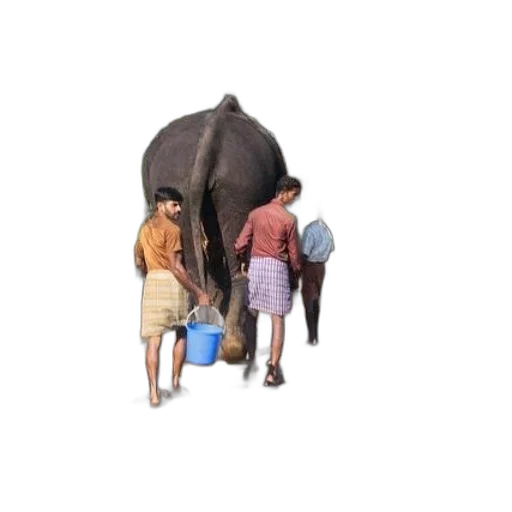 animal, staff, umbrella, jewelry transparent PNG cut-out