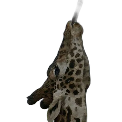 animal, staff, weapon, umbrella transparent PNG cut-out