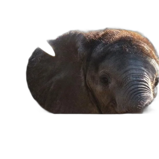 animal, creature, face, hat transparent PNG cut-out
