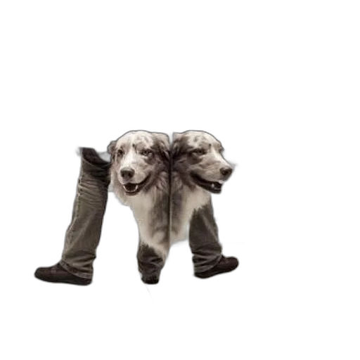 animal, shoes, creature, staff transparent PNG cut-out