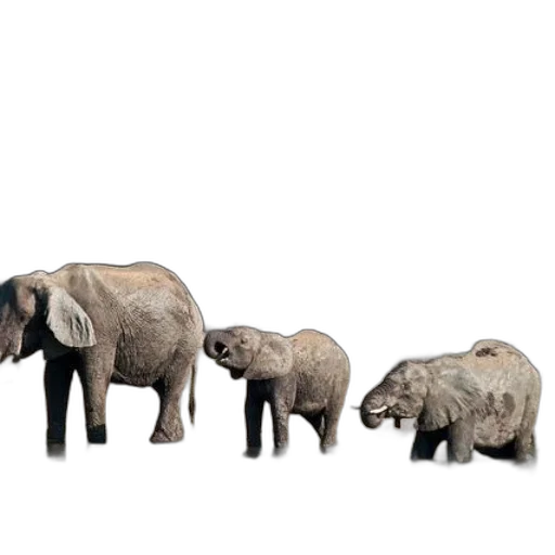 animal, furniture, creature, concept art transparent PNG cut-out