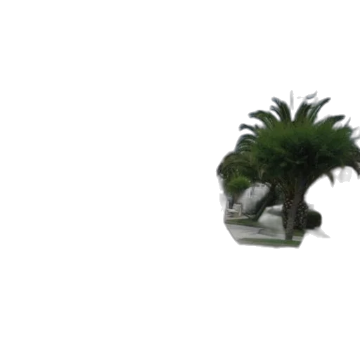 tree, hat, creature, hair transparent PNG cut-out