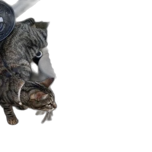 animal, weapon, hat, creature transparent PNG cut-out