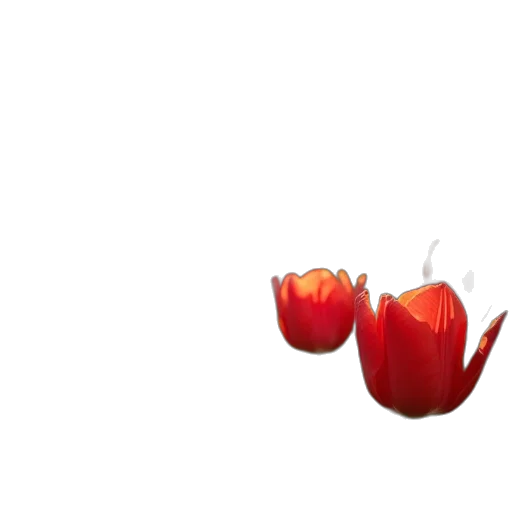 flower, crown, food, jewelry transparent PNG cut-out