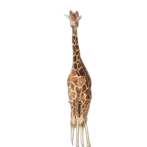 animal, staff, creature, umbrella transparent PNG cut-out