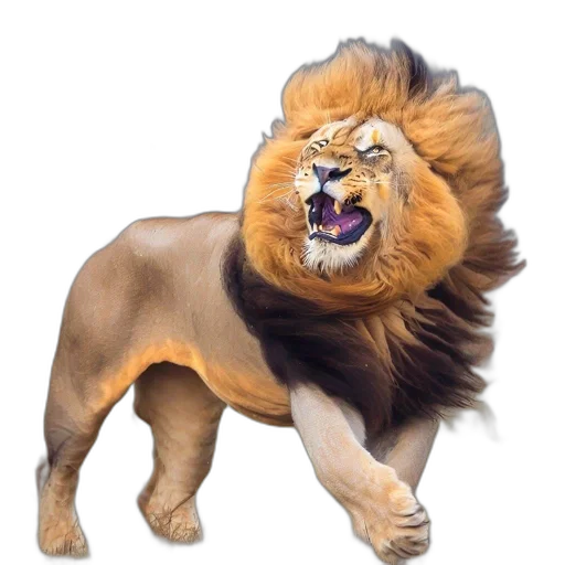 animal, crown, creature, hair transparent PNG cut-out