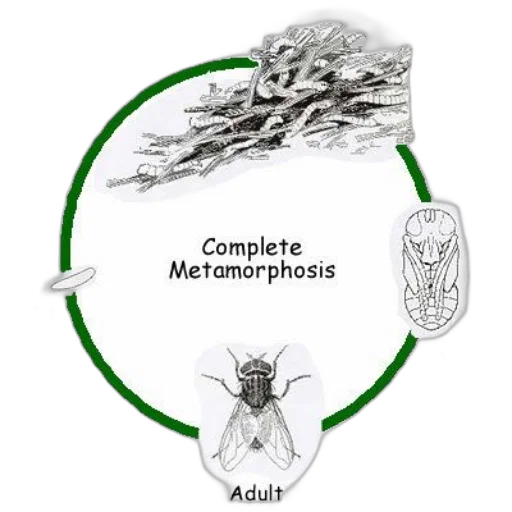 jewelry, concept art, diagram, illustrating transparent PNG cut-out