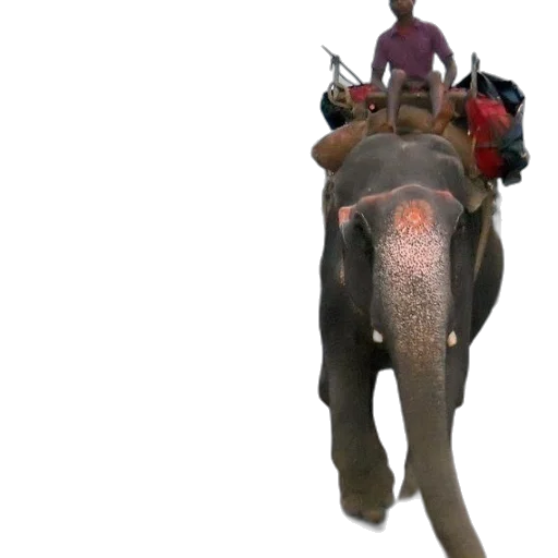 animal, creature, 3d render, concept art transparent PNG cut-out