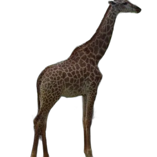 animal, staff, creature, jewelry transparent PNG cut-out