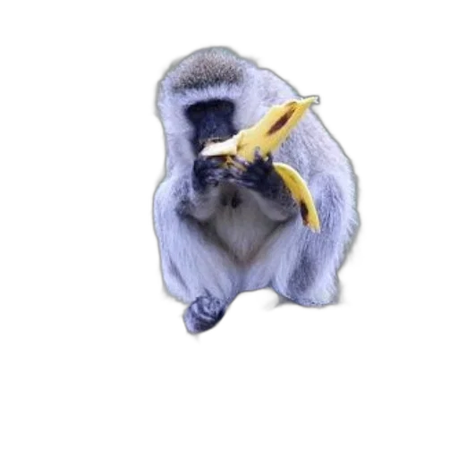 animal, staff, jacket, creature transparent PNG cut-out