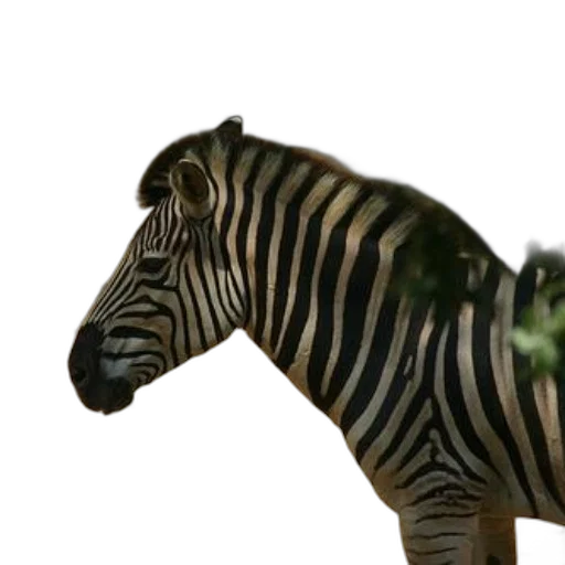 animal, creature, 3d render, concept art transparent PNG cut-out