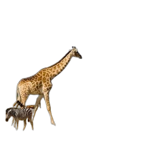 animal, creature, furniture, weapon transparent PNG cut-out