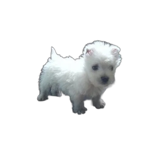 animal, creature, staff, dragon transparent PNG cut-out