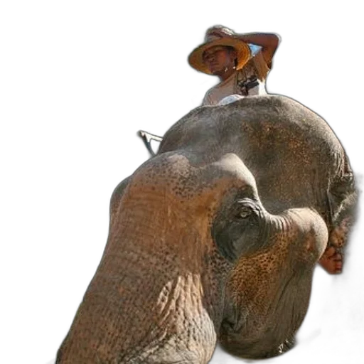 animal, hat, staff, creature transparent PNG cut-out