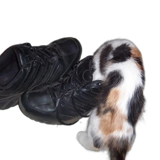 shoes, animal, weapon, creature transparent PNG cut-out