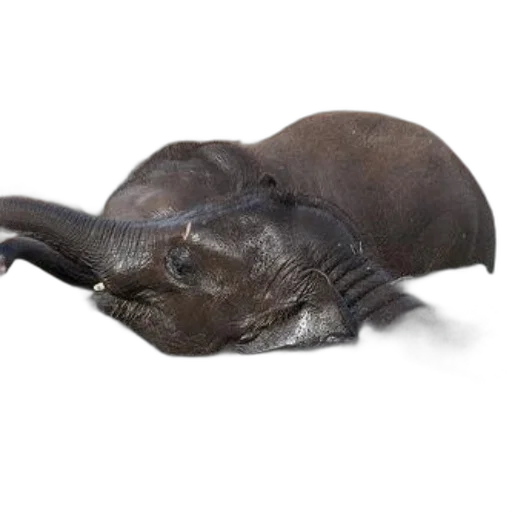animal, creature, hat, hair transparent PNG cut-out