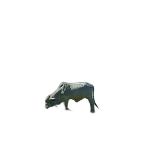 animal, creature, jewelry, furniture transparent PNG cut-out