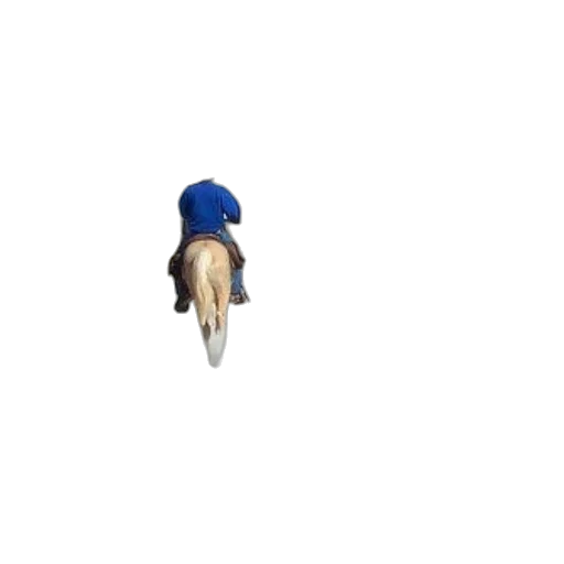 hat, animal, umbrella, creature transparent PNG cut-out