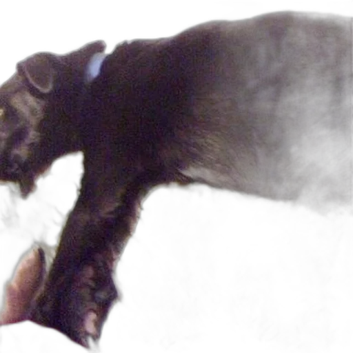 animal, staff, shoes, creature transparent PNG cut-out