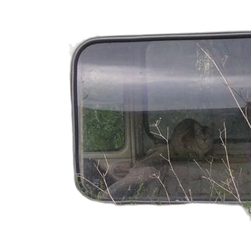 car, face, animal, hair transparent PNG cut-out