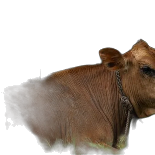 animal, creature, face, food transparent PNG cut-out
