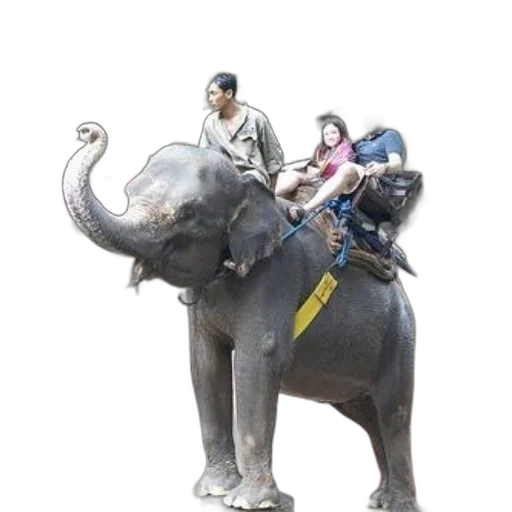 animal, staff, creature, concept art transparent PNG cut-out