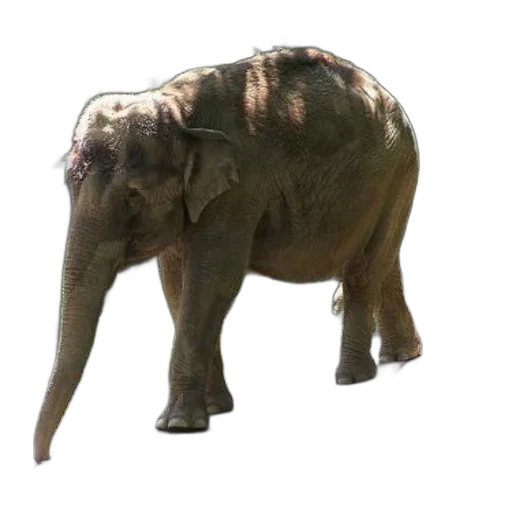 animal, creature, staff, weapon transparent PNG cut-out