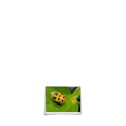 animal, jewelry, food, flower transparent PNG cut-out