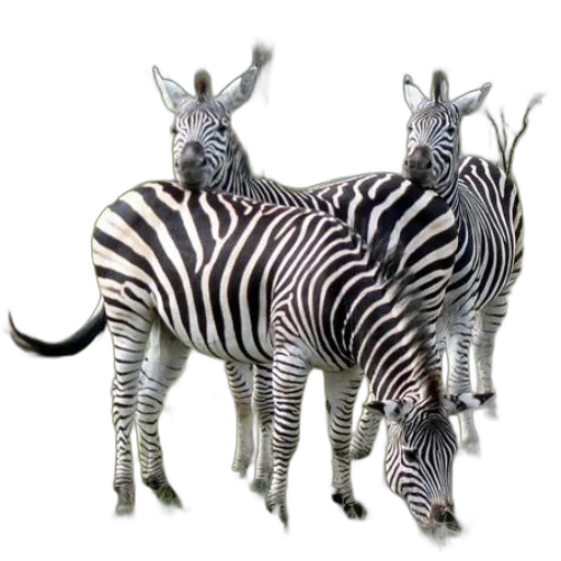 animal, creature, jewelry, furniture transparent PNG cut-out