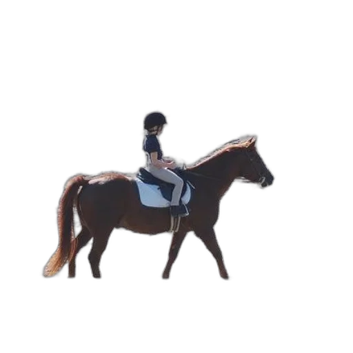 staff, animal, jacket, furniture transparent PNG cut-out