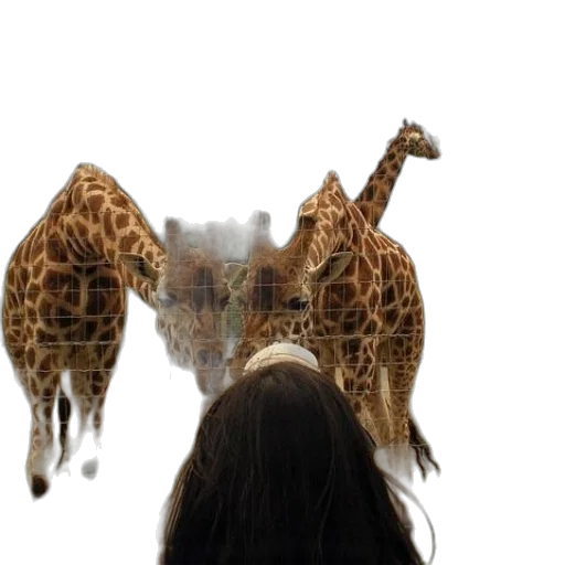 animal, creature, photorealistic, concept art transparent PNG cut-out