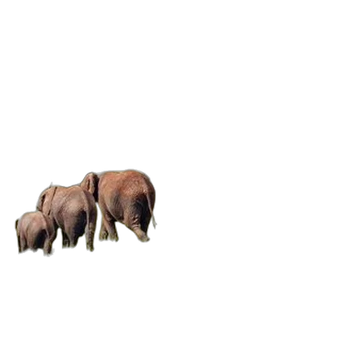animal, creature, furniture, umbrella transparent PNG cut-out