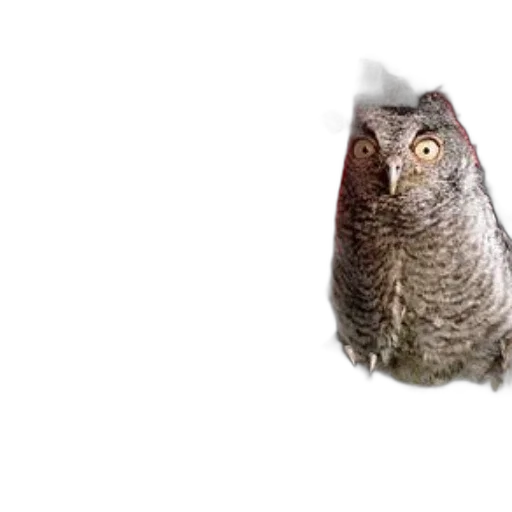 animal, creature, hat, face transparent PNG cut-out