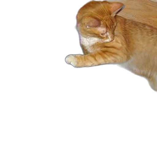 staff, animal, creature, hat transparent PNG cut-out