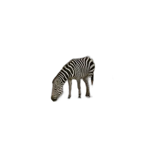 animal, creature, furniture, hat transparent PNG cut-out